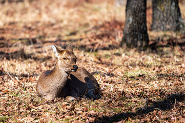 Brown deer sitting and resting in a forest
