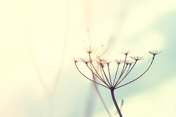 Wild grasses against the sky at sunset. Shallow depth of field, vintage filter. Abstract nature...