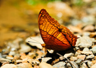 A beautiful tropical butterfly on a blurred nature background. 