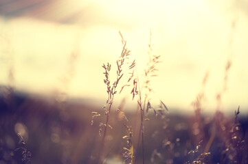 Wild grasses in a field at sunset. Shallow depth of field, vintage filter