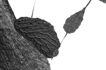 blue purple red yellow abstract acrylic painting color texture on white paper background by using rorschach inkblot method