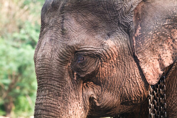 Close up the big Asian elephant in the forest.