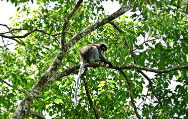 Langur on the branches of the forest, Thailand. 