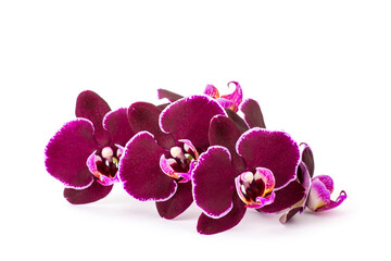 Beautiful purple orchid  -  phalaenopsis - white background