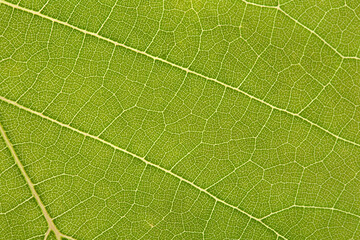 Beautiful green leaves of the tree. Picture is selective focus and close up style. Close up green leaf texture background, nature and ecology concept