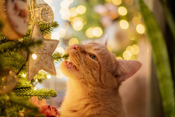 cat and christmas lights