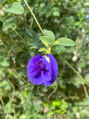 flowers in the forest