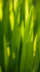 Hojas de hierba en una pradera al atardecer