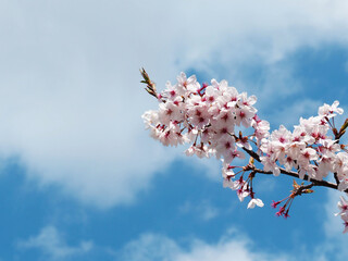 桜