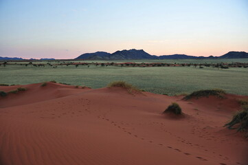 Sunset green gras savannah Namibia, Namib desert´