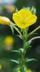 Macro de pétales de fleurs jaunes sauvages
