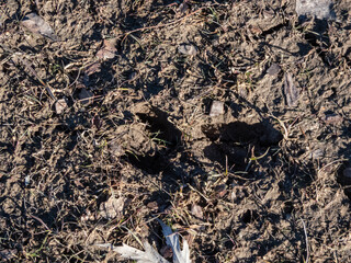 Close-up of footprints of roe deer (Capreolus capreolus) in very deep and wet mud after running over the wet soil in bright sunlight. Animal presence