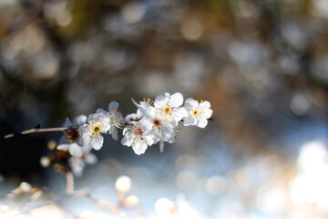 Spring blossoms on the tree. Selective focus.