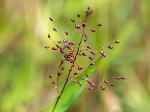 Selective focus shot of fameflower seeds (talinum paniculatum)