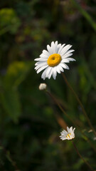 Margaritas blancas silvestres en una pradera de hierba verde