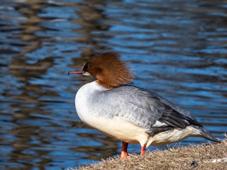 Close-up shot of the Female of goosander (common merganser) (Mergus merganser) standing on the bank of a lake in sunlight with water in background. Detailed view of a bird