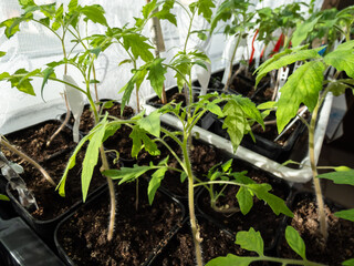 Macro shot of green tomato plant seedlings growing in a pot on the window sill in sunlight. Vegetable seedling in pot. Indoor gardening and germinating seedlings