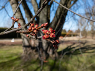Macro shot of red female flower buds of Silver maple or creek maple (Acer saccharinum) in the park in early spring