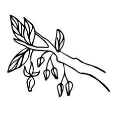 Vector sketch of a cocoa tree with leaves and flowers on a white background isolated. Doodle illustration of cocoa in doodle style