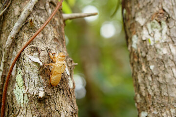 Peeling cicadas on the bark of the tree.       
