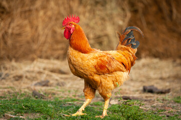 Hen, cock, farm, free range