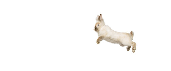 Portrait of charming, furry cute rabbit posing isolated on white studio background. Concept of...