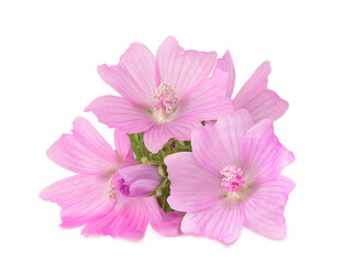 Greater musk mallow flowers - 496855350
