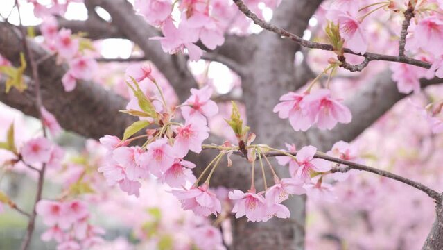 Pink Kawazu cherry blossoms swaying in the wind in spring