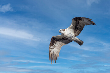 Osprey Pandion haliaetus in Flight 