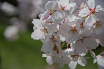 Fototapeta na wymiar Cherry trees in bloom in the spring