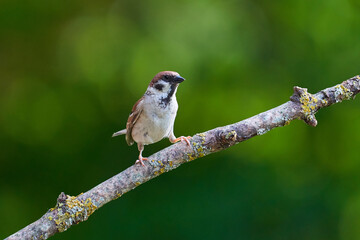 Feldsperling (Passer montanus)