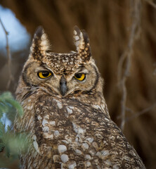 Spotted Eagle-Owl ( Bubo africanus) Kgalagadi Transfrontier Park, South Africa