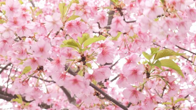 Pink Kawazu cherry blossoms swaying in the wind in spring