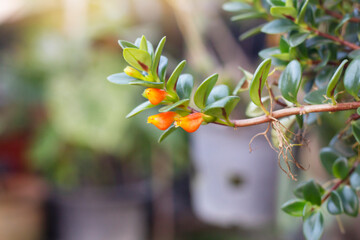 Orange flower of Hypocyrta, Nematanthus nervosus or Goldfish Plants bloom and hanging in pot with...
