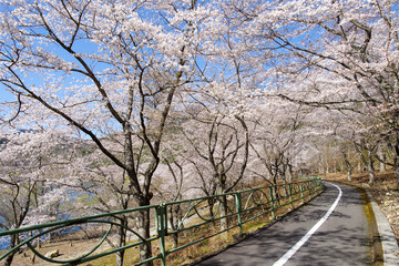 土師ダム周辺の桜並木（広島県安芸高田市　2022年4月）