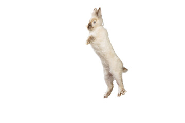 Portrait of charming, furry cute rabbit posing isolated on white studio background. Concept of domestic animal life, pets, friend, happy easter