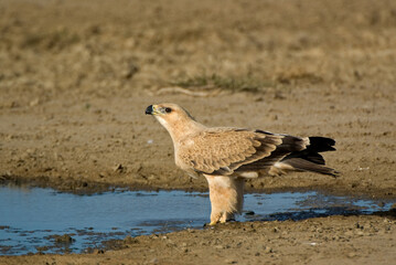 Tawny Eagle