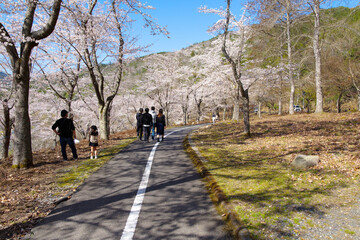 土師ダム周辺の桜並木（広島県安芸高田市　2022年4月）