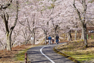 土師ダム周辺の桜並木（広島県安芸高田市　2022年4月）