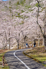 土師ダム周辺の桜並木（広島県安芸高田市　2022年4月）