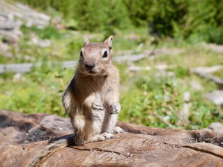 Close up of cute squirrel in Yellowstone National Park, Wyoming, USA.