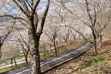 Fototapeta na wymiar 土師ダム周辺の桜並木（広島県安芸高田市　2022年4月）
