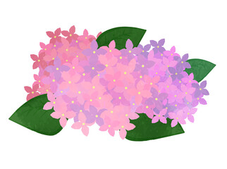 Illustration of cute hydrangea Annabel Pink ver