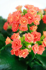 orange kalanchoe flowers with green leaves on a white background