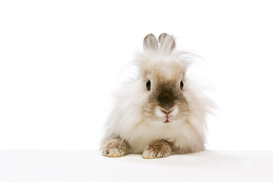 Close-up portrait of charming, furry cute rabbit posing isolated on white studio background. Concept of domestic animal life, pets, friend, happy easter