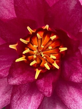 water lily close up