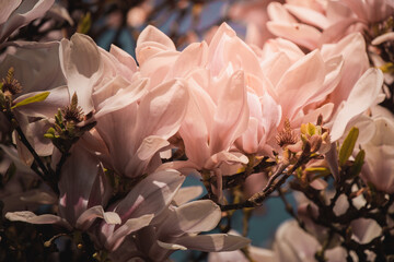Close up of beautiful flowers of purple blooming magnolia. Spring bloom magnolia trees.