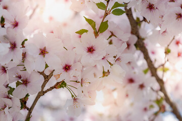Close up of beautiful flowers of blooming cherry. Spring bloom sacura trees. Springtime background with selective focus
