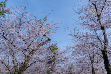 東京都北区王子にある飛鳥山公園の満開の桜の景色