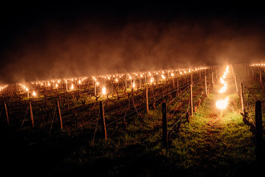 Feux allum&eacute;s dans un vignoble pour prot&eacute;ger les vignes du gel la nuit